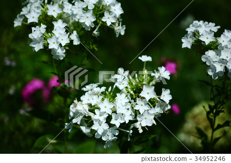 福祿考白花 福祿考白花 34952246