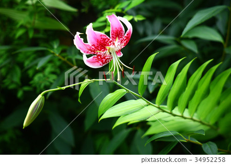 百合花百合花 百合花百合花 34952258