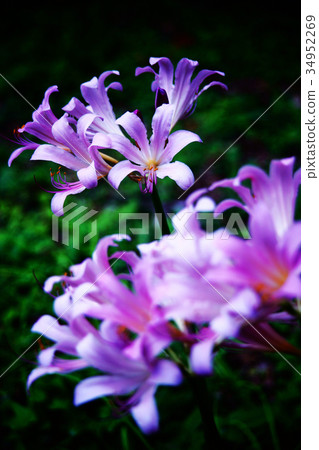 Narcissus flower Narcissus flower 34952269