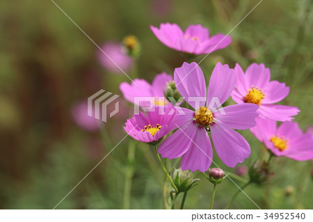  宇宙領域 34952540