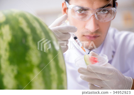 Scientist testing watermelon in lab Scientist testing watermelon in lab 34952923