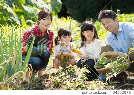 Family agriculture vegetables field children Family agriculture vegetables field children 34952976