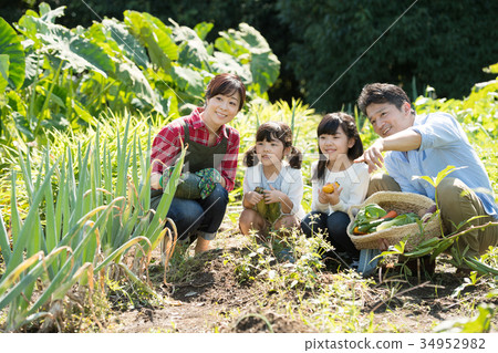 Family agriculture vegetables field children 34952982