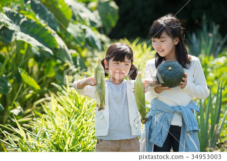 Family agriculture vegetables field children Family agriculture vegetables field children 34953003