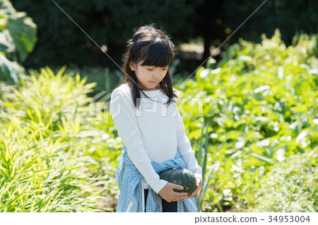 Family agriculture vegetables field children 34953004