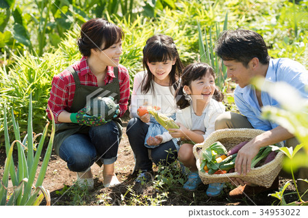 Family agriculture vegetables field children Family agriculture vegetables field children 34953022