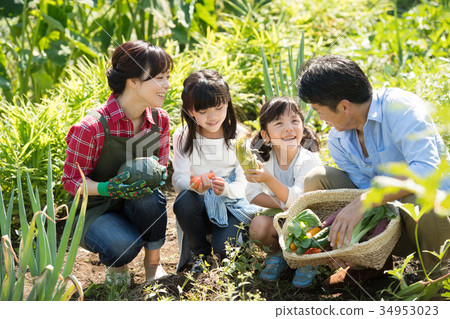 Family agriculture vegetables field children Family agriculture vegetables field children 34953023