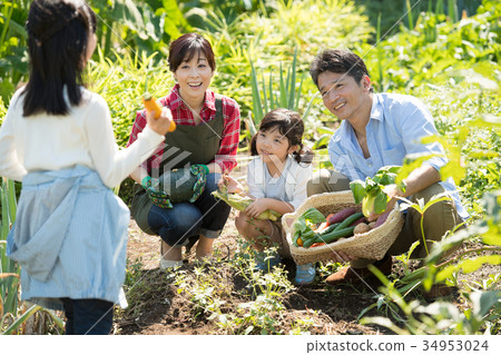 Family agriculture vegetables field children Family agriculture vegetables field children 34953024