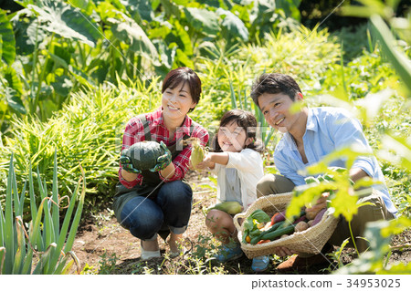 Family agriculture vegetables field children Family agriculture vegetables field children 34953025