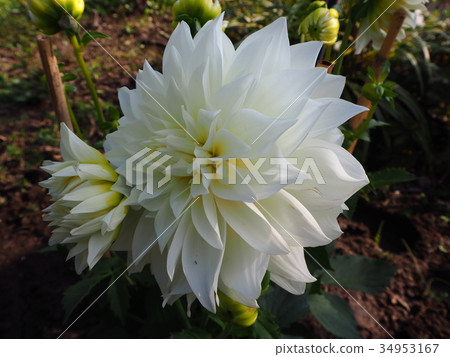 Dahlia Dahlia 34953167