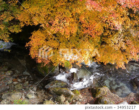 Nishikigawa分支Izumikawa的秋葉 34953217