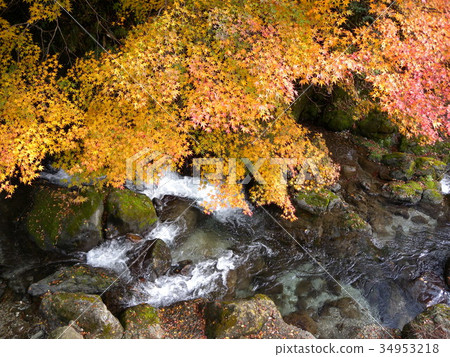 Nishikigawa分支Izumikawa的秋葉 Nishikigawa分支Izumikawa的秋葉 34953218