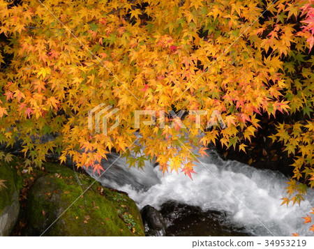 Nishikigawa分支Izumikawa的秋葉 Nishikigawa分支Izumikawa的秋葉 34953219