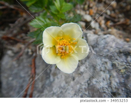 Tingluma了 34953253