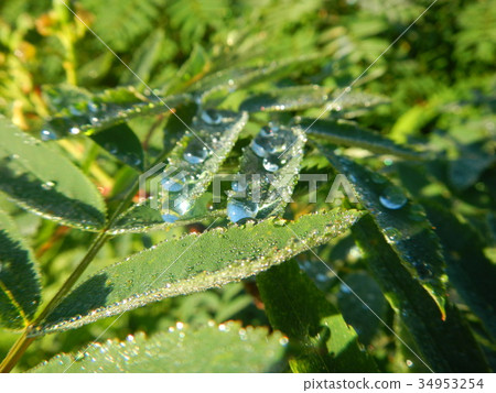 在花揪葉子的早晨露水 34953254