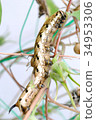 Larvae of Prawn Garlus 34953306