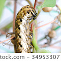 Larvae of Prawn Garlus 34953307