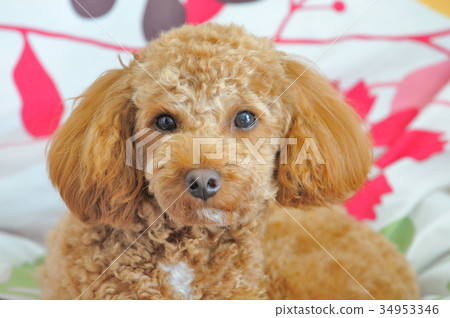 toy poodle  34953346