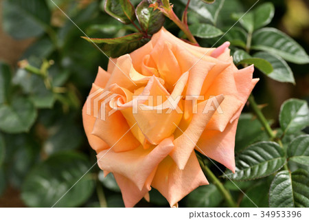 Rose (Mona Lisa) Rose (Mona Lisa) 34953396