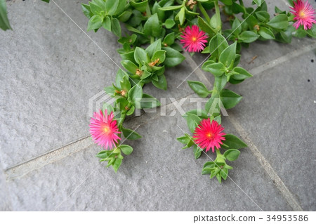 Flowering baby (baby sun rose) 34953586