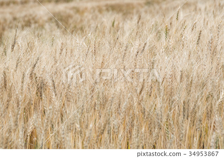 Autumn wheat field / Hokkaido Landscape of Bieicho Autumn wheat field / Hokkaido Landscape of Bieicho 34953867