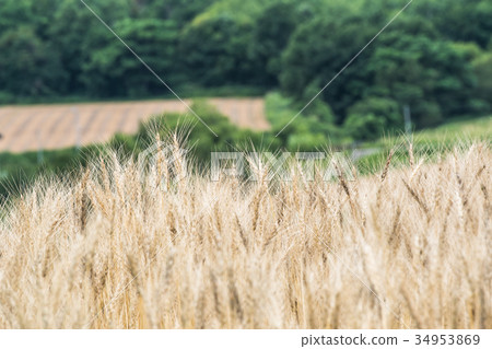 Autumn wheat field / Hokkaido Landscape of Bieicho 34953869