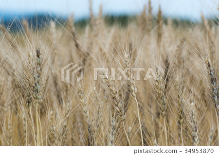 Autumn wheat field / Hokkaido Landscape of Bieicho Autumn wheat field / Hokkaido Landscape of Bieicho 34953870