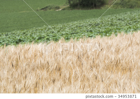 Autumn wheat field / Hokkaido Landscape of Bieicho Autumn wheat field / Hokkaido Landscape of Bieicho 34953871