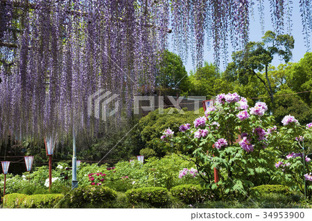 Wisteria flower and button Wisteria flower and button 34953900