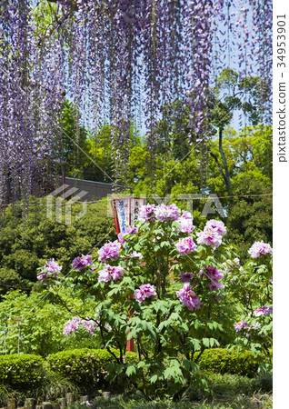 紫藤花和按鈕 紫藤花和按鈕 34953901