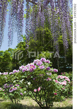 Wisteria flower and button Wisteria flower and button 34953902