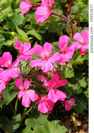 Pink geranium Pink geranium 34953977