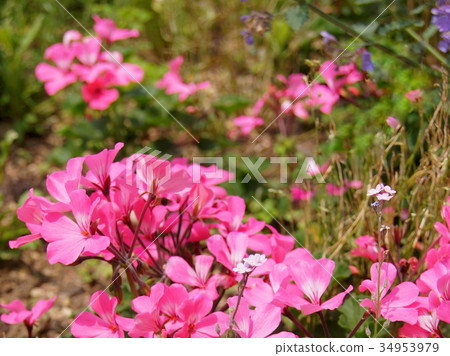 Pink geranium 34953979