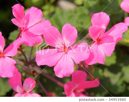 Pink geranium Pink geranium 34953980
