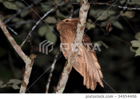 Large Frogmouth 34954406