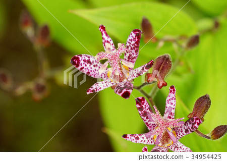 Hottogis Wildflowers Hottogis Wildflowers 34954425