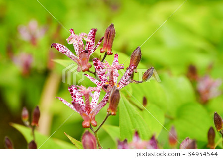 Hottogis Wildflowers 34954544