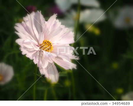 Double Flowering Cosmos 34954689