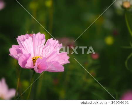 Variant cosmos 34954691