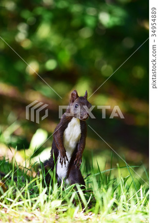 Ezolith of the forest that stood up 34954889