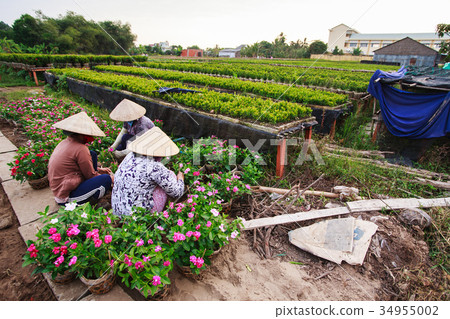 Gardeners care for the flowers, Sadec, Dong Thap 34955002