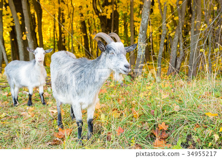 Goats on the background of autumn forest Goats on the background of autumn forest 34955217