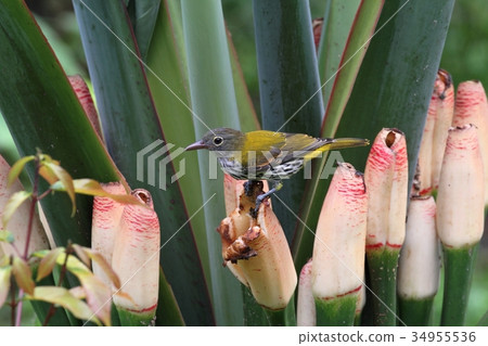 Dark-throated Oriole 34955536