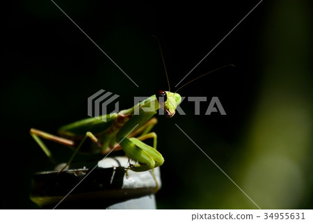 Mantis 34955631