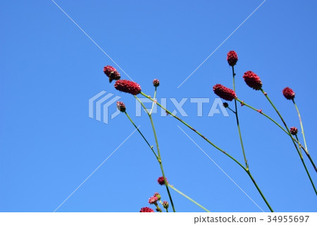 猩紅色在藍天背景中 34955697