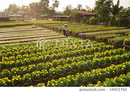 Local lady in her garden in Sa Dec, Dong Thap Local lady in her garden in Sa Dec, Dong Thap 34955760