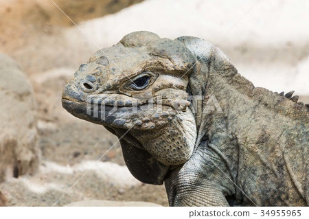 Iguana Iguana 34955965