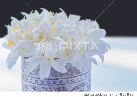 Millingtonia hortensis, Bignoniaceae flower with  34955986