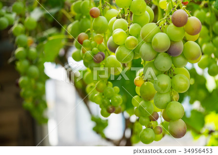 葡萄 34956453