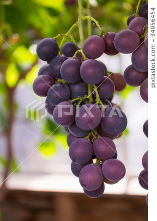 Grapes Grapes 34956454